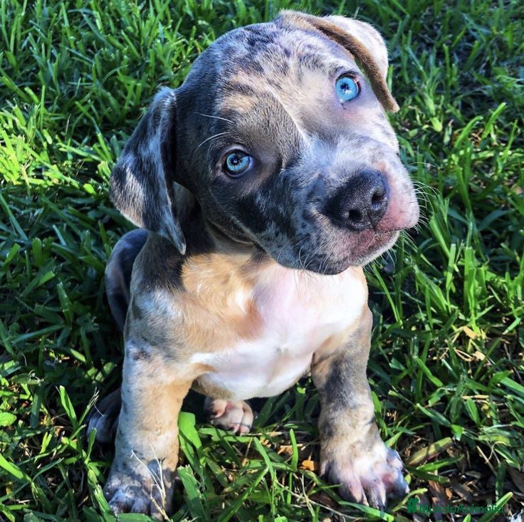 American Pit Bull Terrier perros AMERICAN PITBULL ( BLUE , MERLE , TRICOLOR ) en Sevilla - Anuncio 5