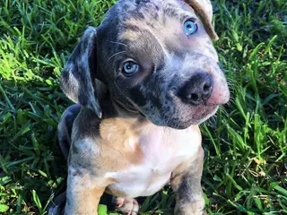 American Pit Bull Terrier perros AMERICAN PITBULL ( BLUE , MERLE , TRICOLOR ) en Sevilla - Anuncio 4