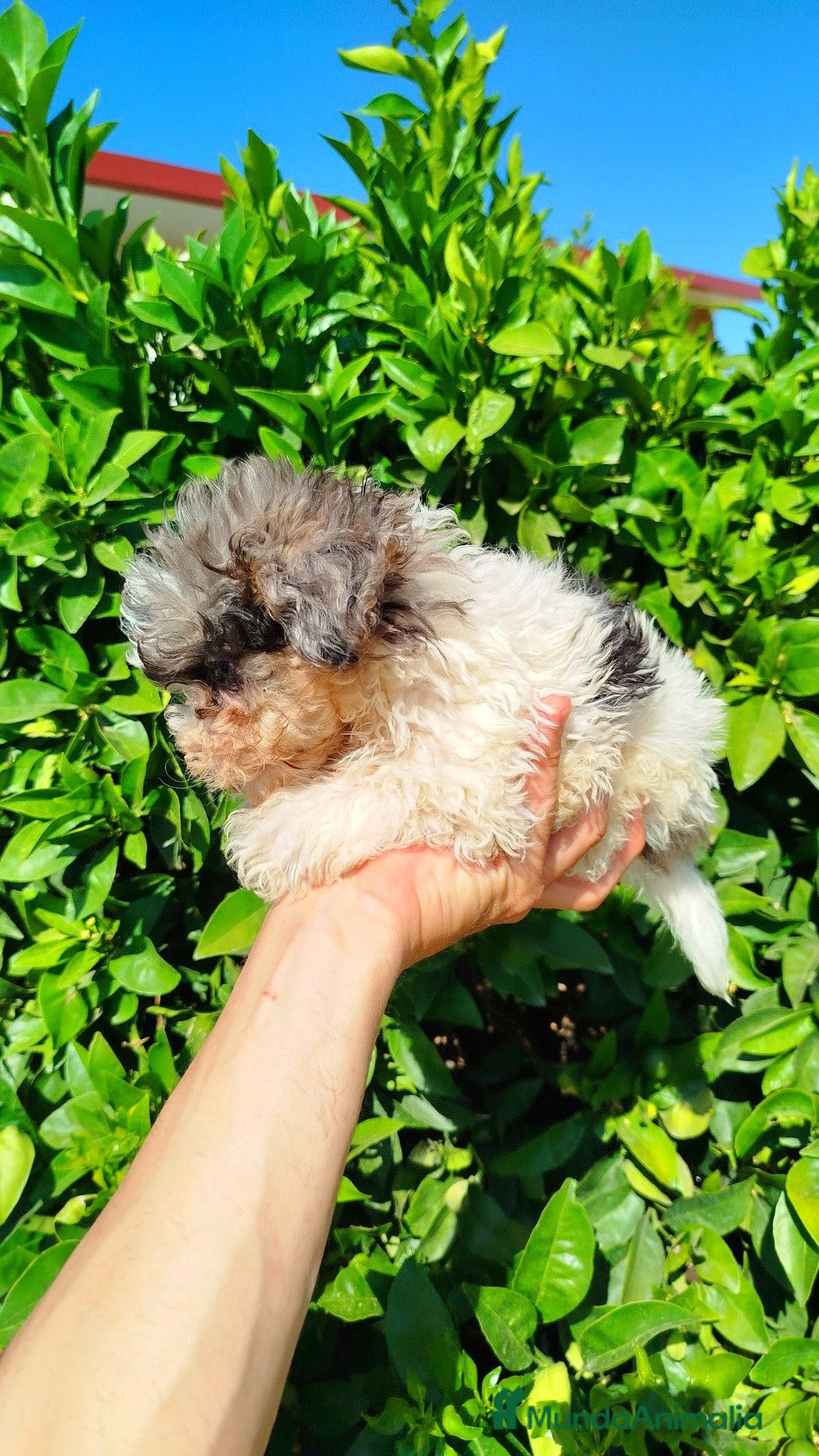 Maltipoo perros en venta: Maltipoo merle  - Imagen 3