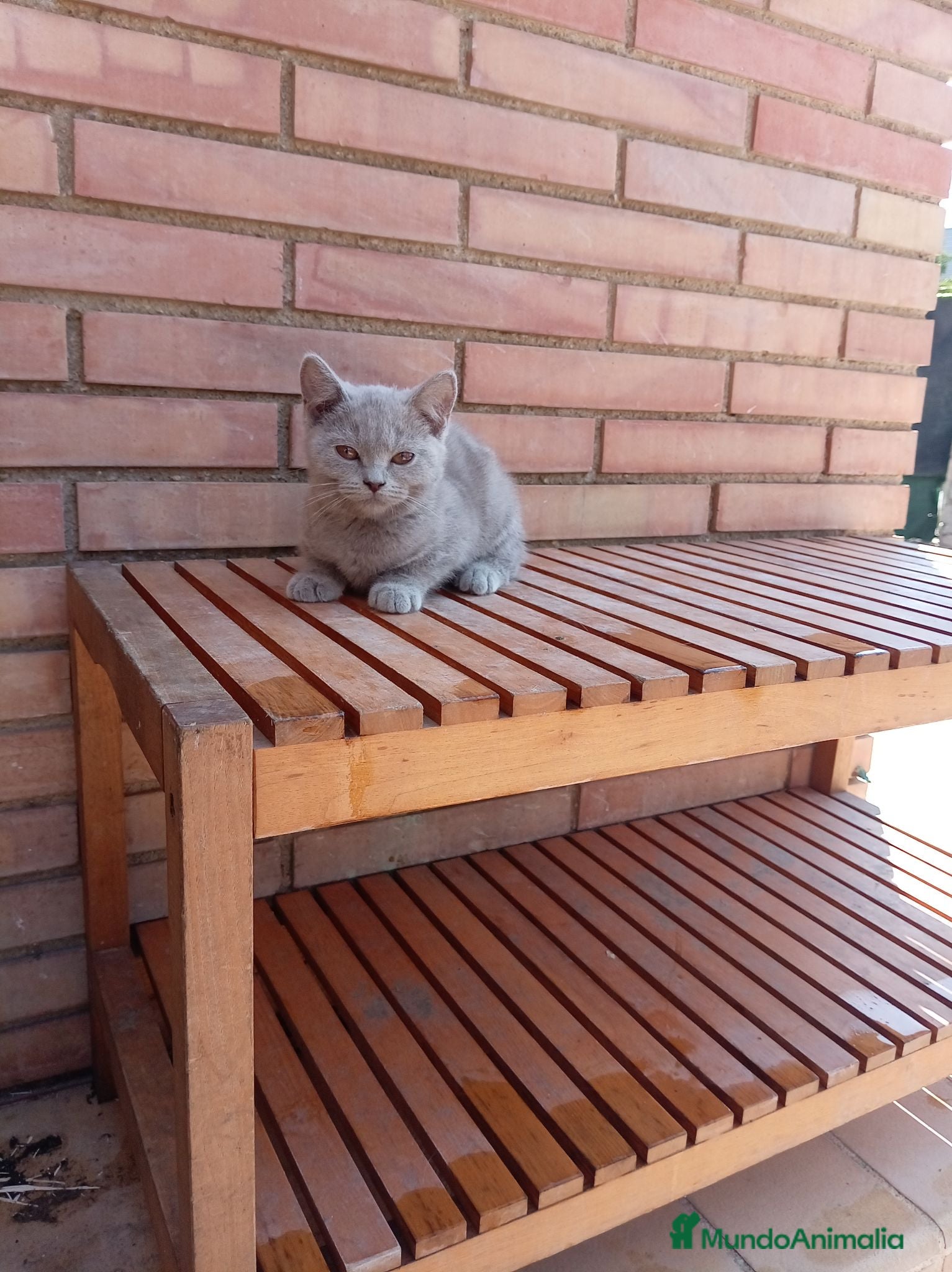 Británico de Pelo Corto Azul gatos Brithis - Anuncio 1