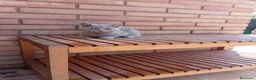 Británico de Pelo Corto Azul gatos en venta: Brithis - Anuncio 1