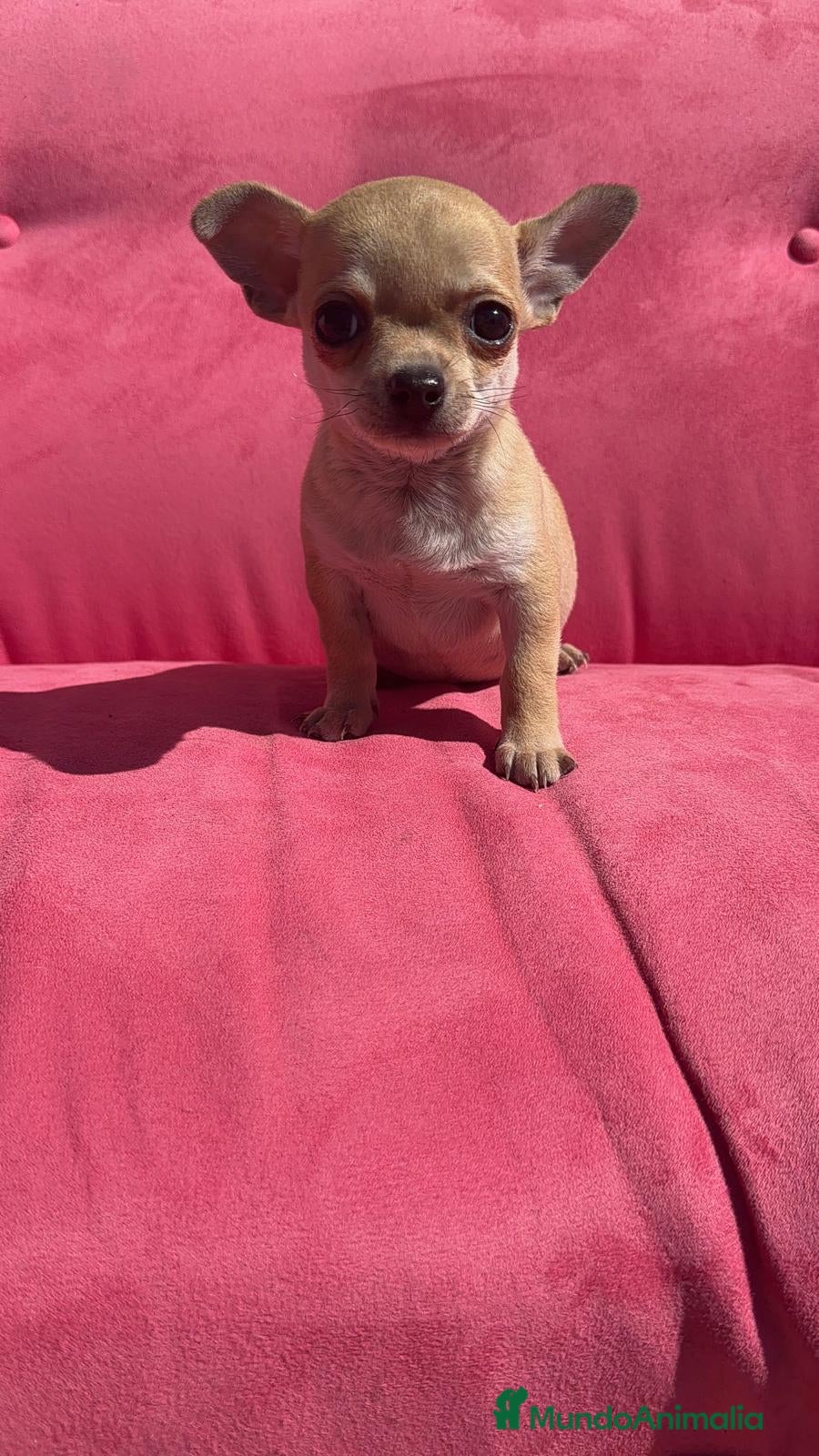 Chihuahua perros Chihuahua Toy macho - Anuncio 1