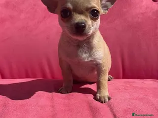 Chihuahua perros Chihuahua Toy macho - Anuncio 1