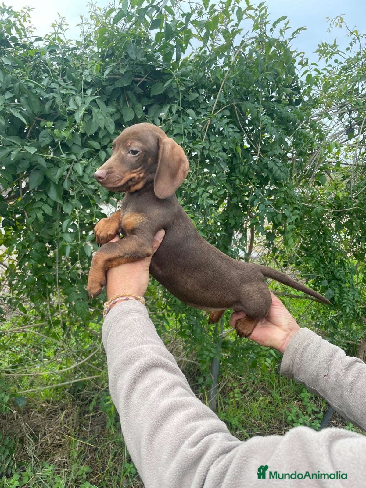 Teckel Miniatura perros TECKEL MINIATURA - Anuncio 3