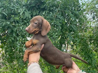 Teckel Miniatura perros TECKEL MINIATURA - Anuncio 8