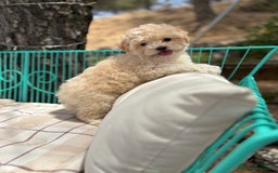 Maltipoo perros en venta: Maltipoo - Imagen 3