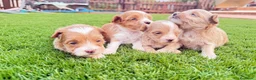Maltipoo perros en venta: Cachoritos de maltipo  - Anuncio 3