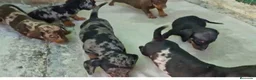 Teckel Miniatura perros en venta: Téckel varios colores y tamaños 641387649 - Anuncio 1