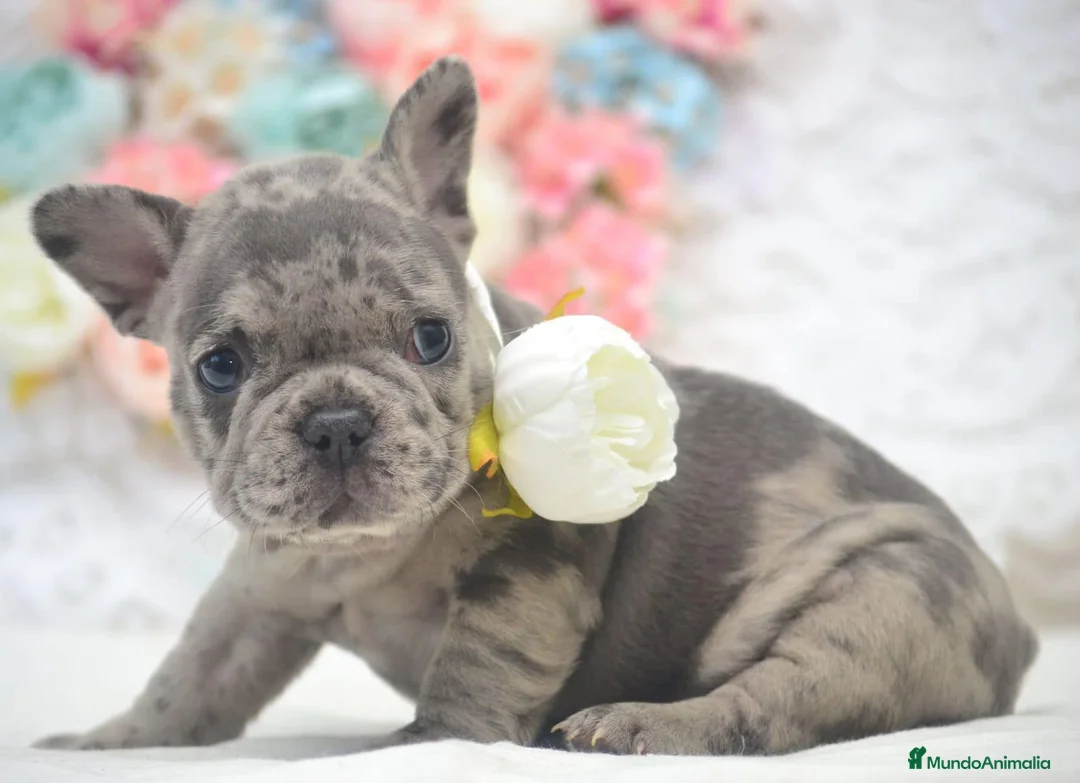 Bulldog Francés perros en venta: bulldog frances  - Anuncio 1