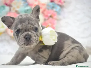 Bulldog Francés perros bulldog frances - Anuncio 3