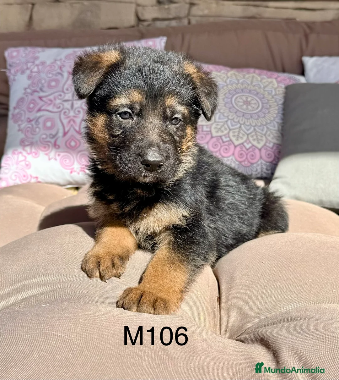 Pastor Alemán perros en venta: CAMADA DE PASTOR ALEMANY - Anuncio 9