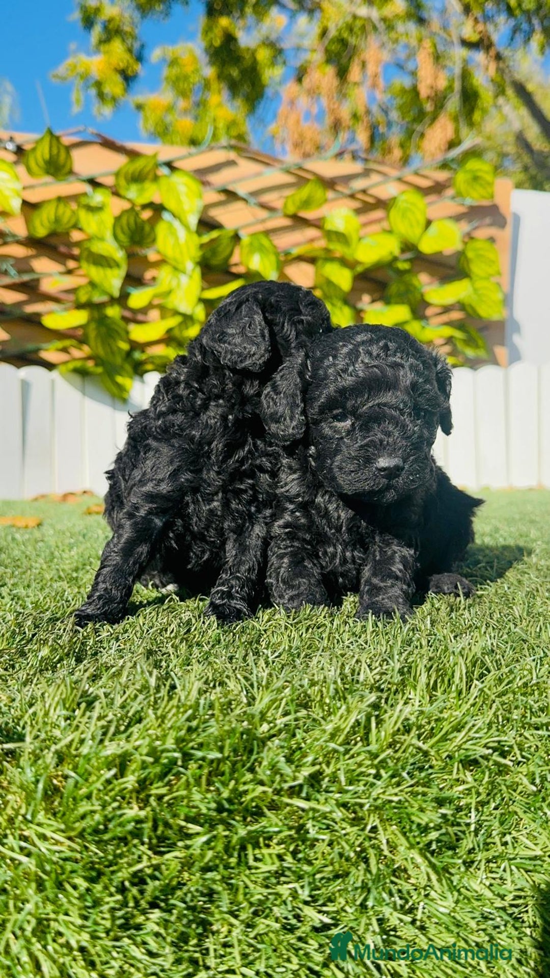 Caniche Toy perros en venta: CANICHE TOY - Anuncio 12