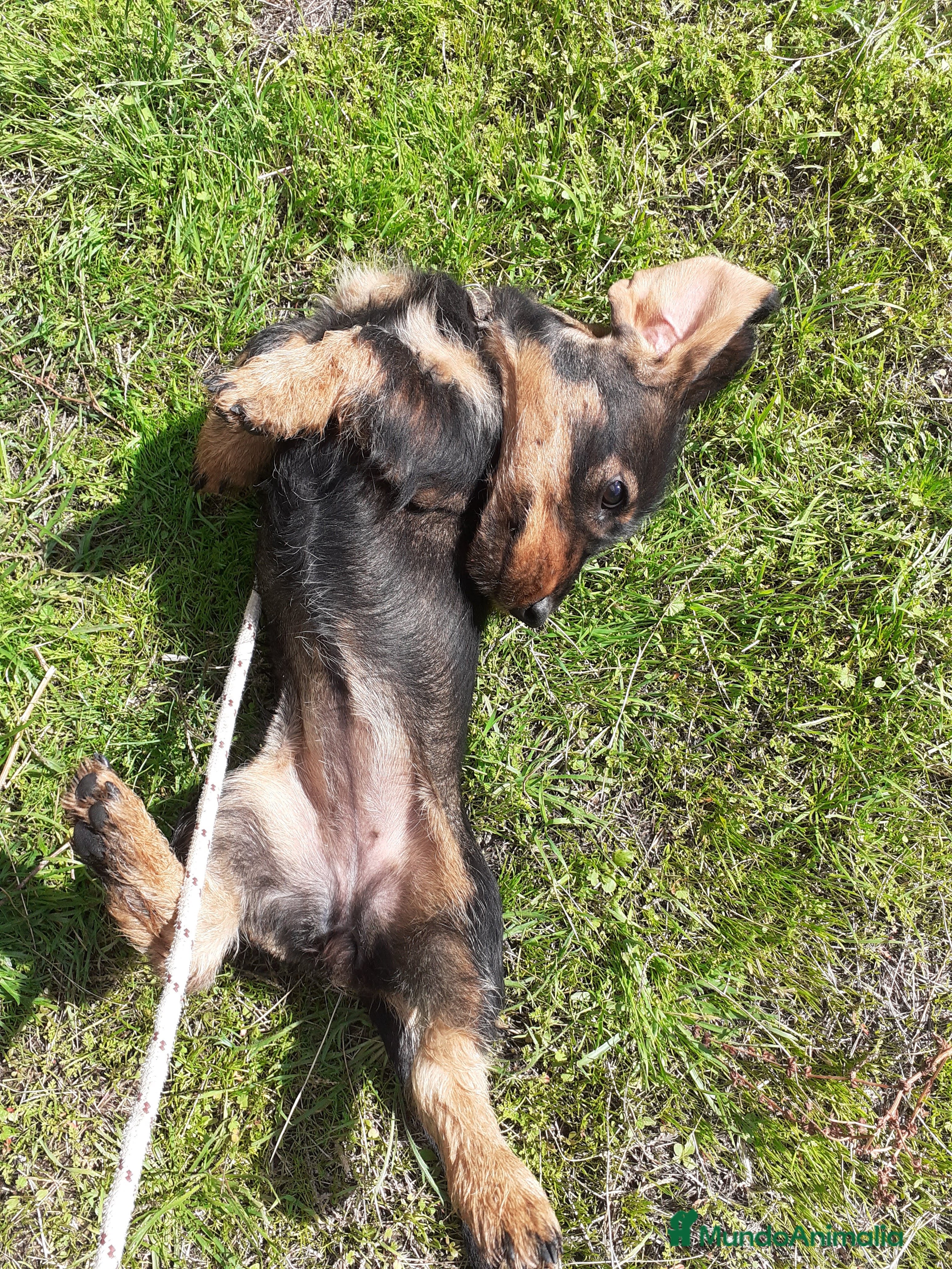 Teckel perros Teckel pelo duro en Salamanca - Anuncio 5