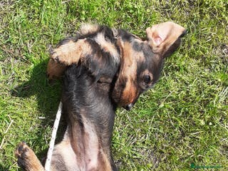 Teckel perros Teckel pelo duro en Salamanca - Anuncio 16