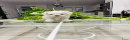 Bichón Maltés perros en venta: Bichon maltes macho de calidad - Anuncio 2
