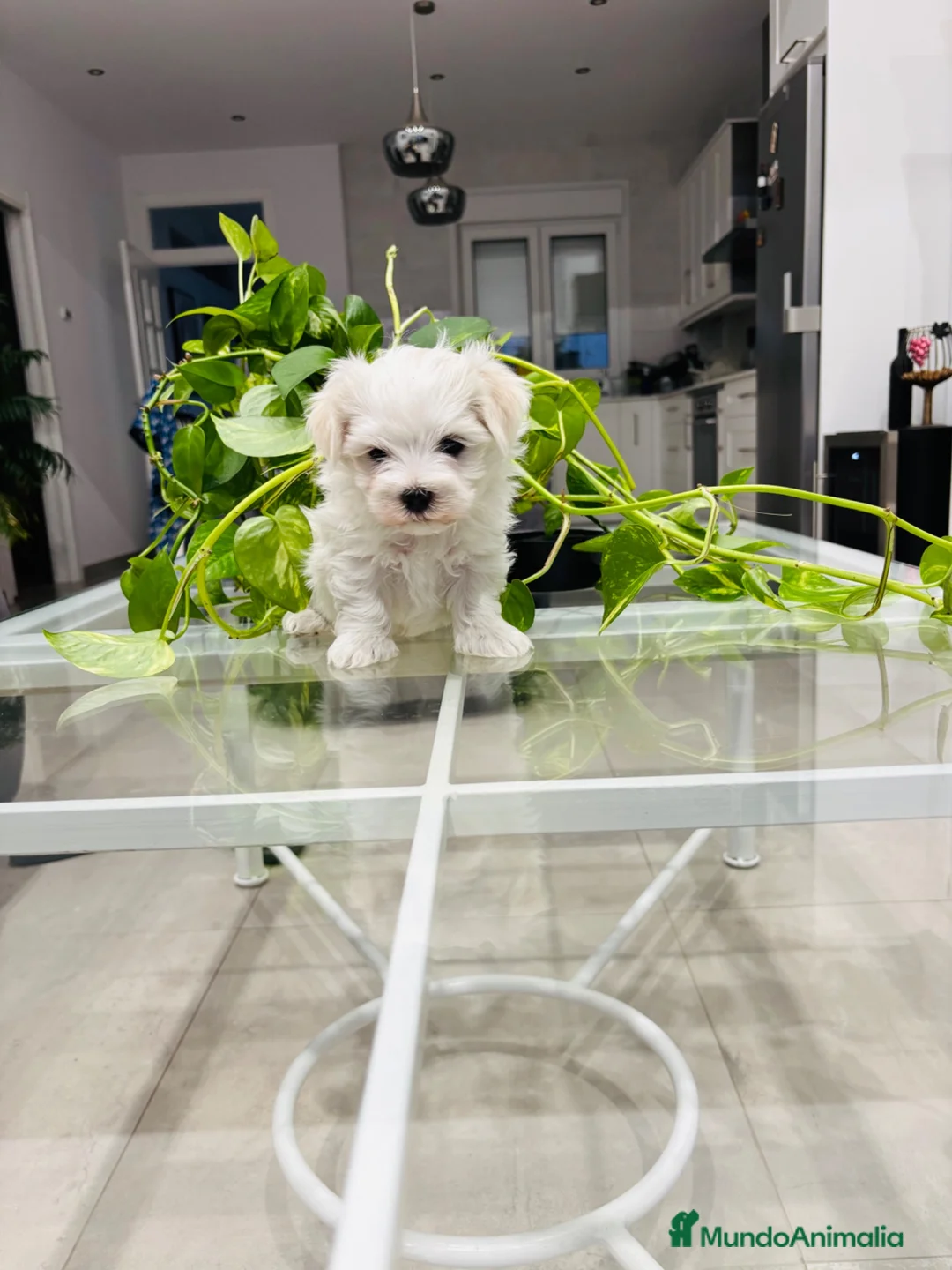 Bichón Maltés perros en venta: Bichon maltes macho de calidad - Anuncio 2