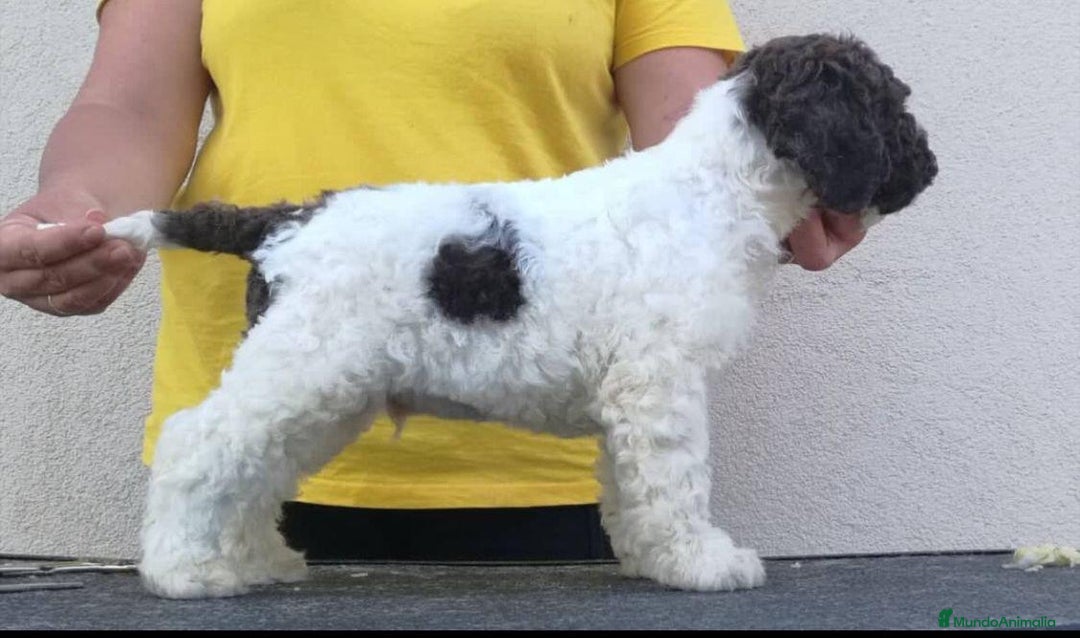Perro de Agua Portugués perros en venta: LAGOTTO ROMAGNOLO - Imagen 7