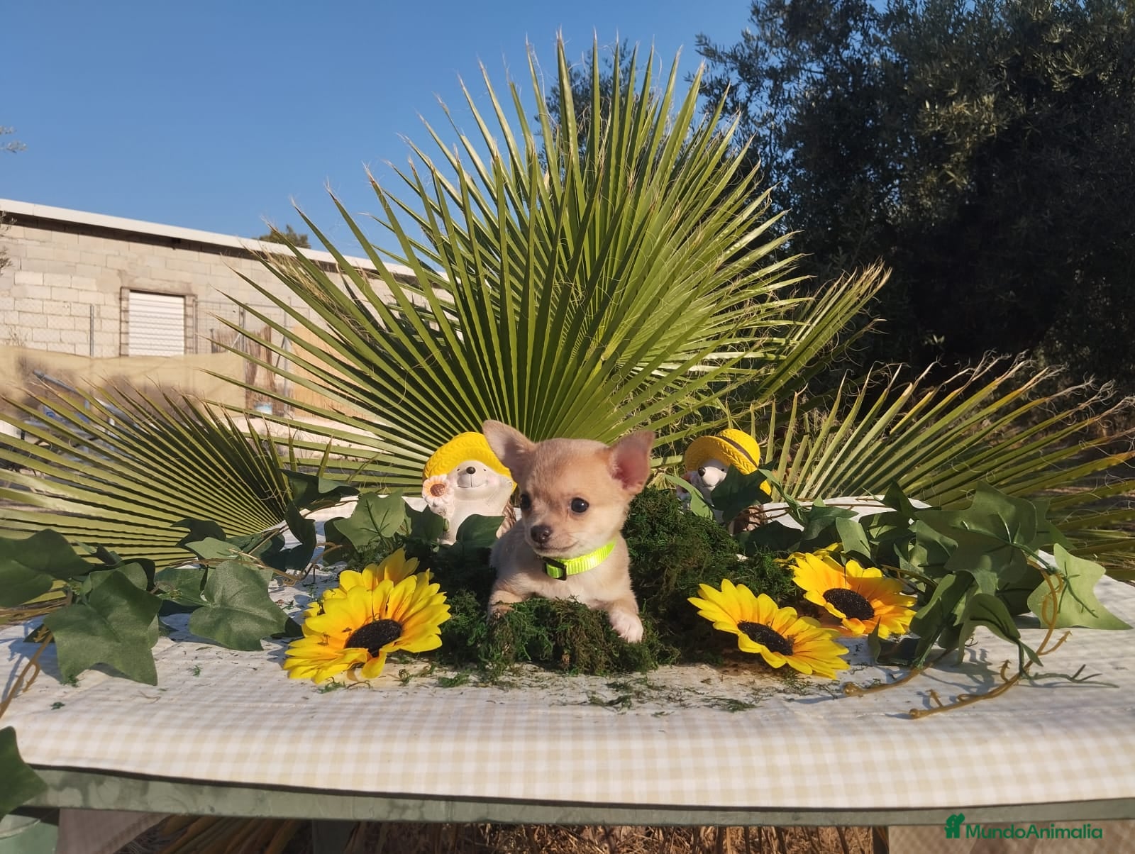 Chihuahua perros Chihuahuas toys - Anuncio 1
