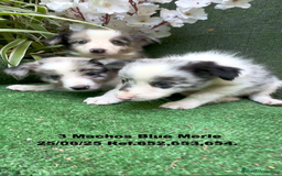 Border Collie perros en venta: BORDER COLLIE DE VILLA BIZNAGA - Imagen 3