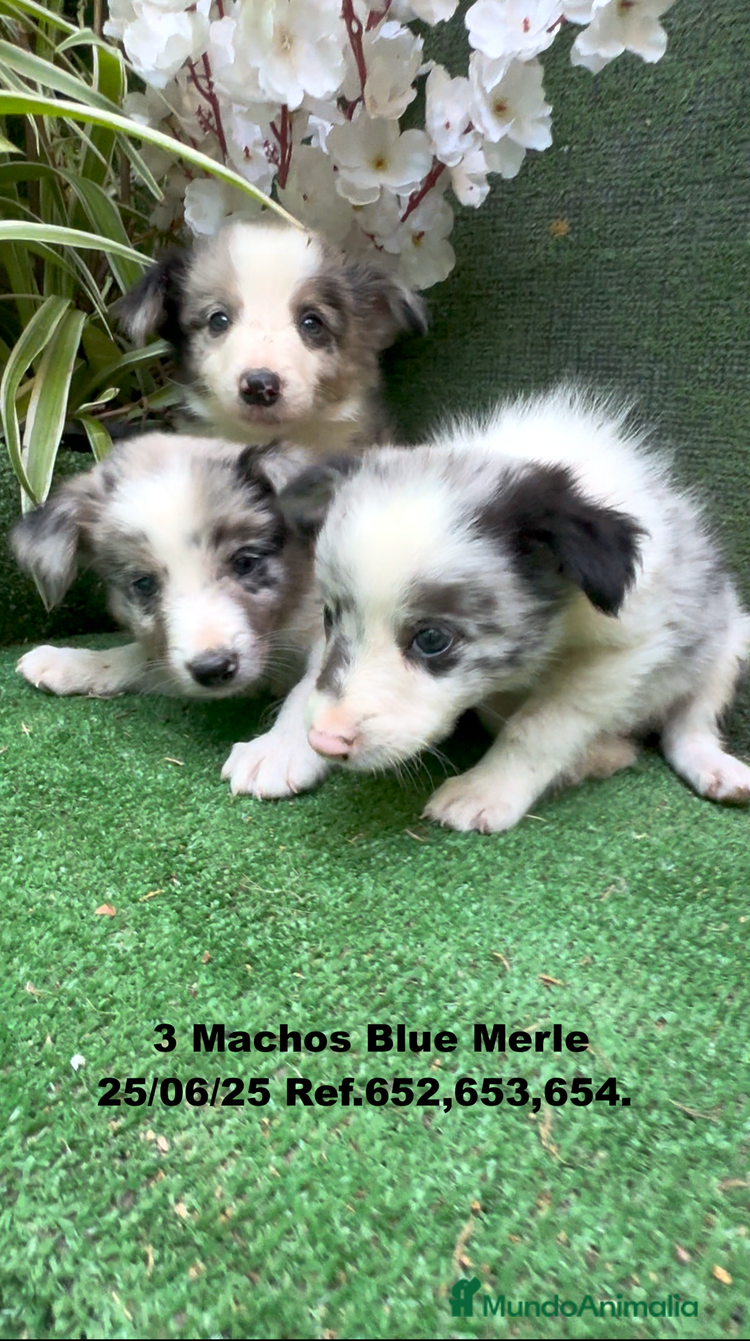 Border Collie perros en venta: BORDER COLLIE DE VILLA BIZNAGA - Imagen 3