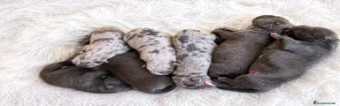 American Pit Bull Terrier 2