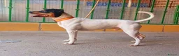 Ratonero Bodeguero Andaluz perros en venta: Impresionante bodeguero andaluz  - Anuncio 7