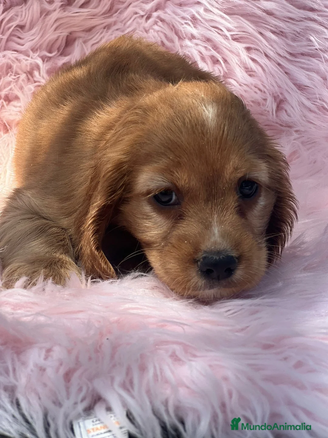 Cocker Spaniel Inglés perros en venta: HEMBRAS COCKER SPANIEL INGLES - Anuncio 6