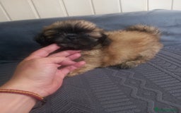 Shih Tzu perros en venta: Shih tzu  - Imagen 6