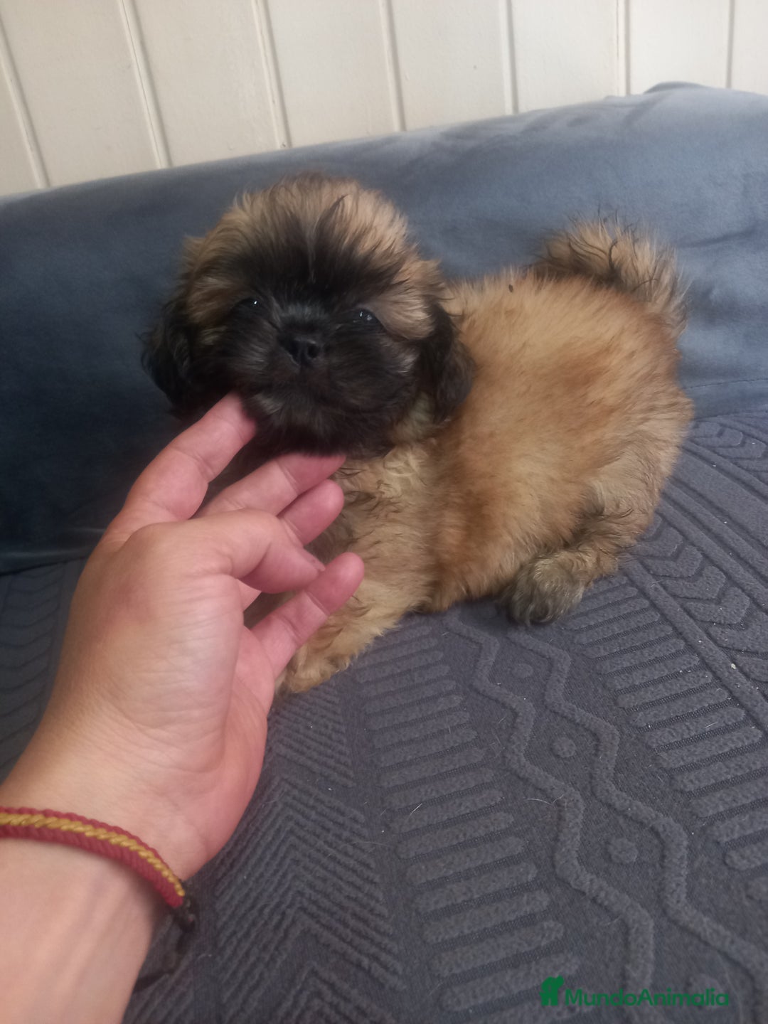 Shih Tzu perros en venta: Shih tzu  - Imagen 6