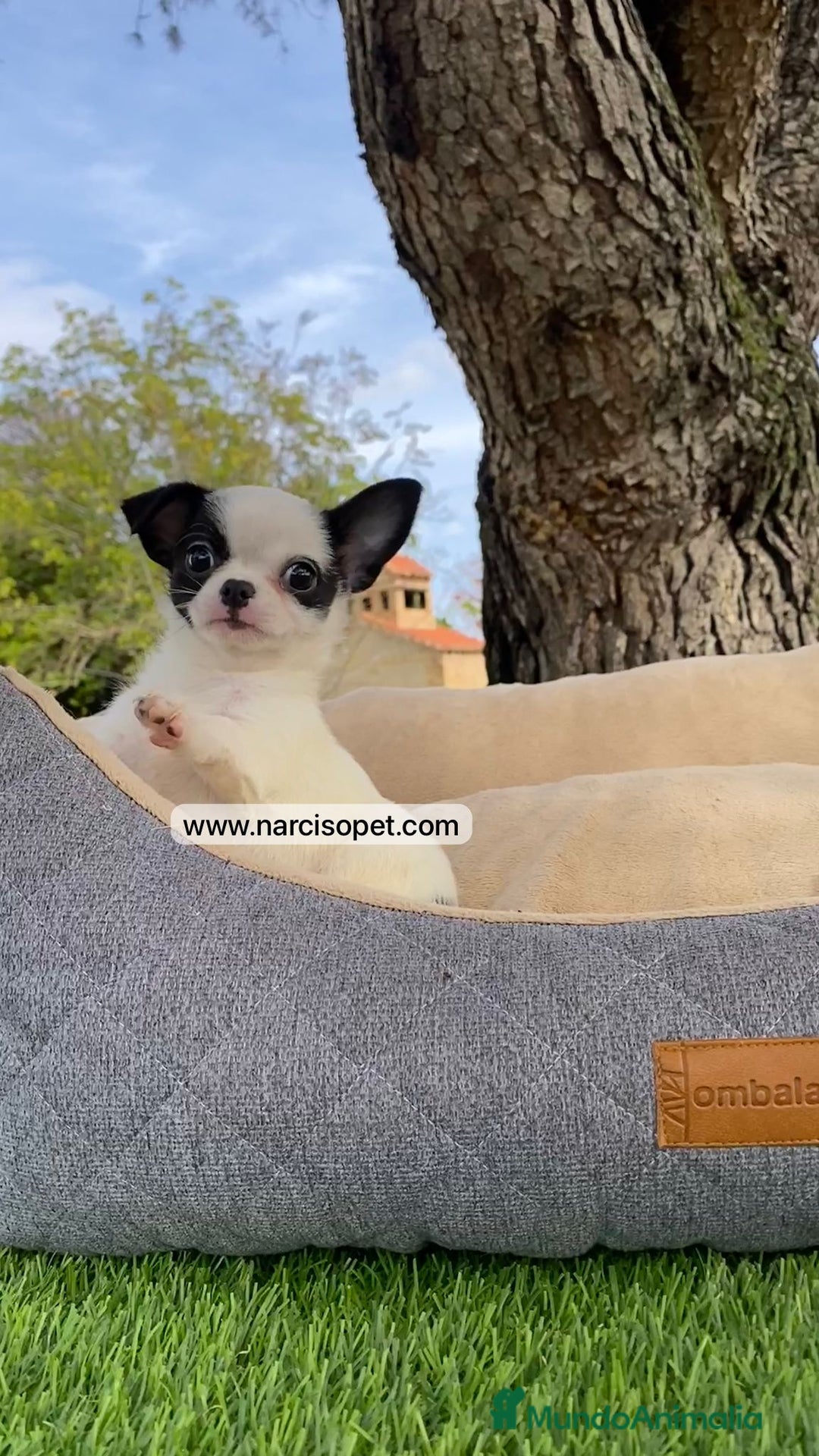 Chihuahua perros en venta: CHIHUAHUA PRECIOSO - Imagen 5