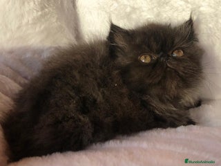 Persa gatos GATITO PERSA NEGRO - Anuncio 17