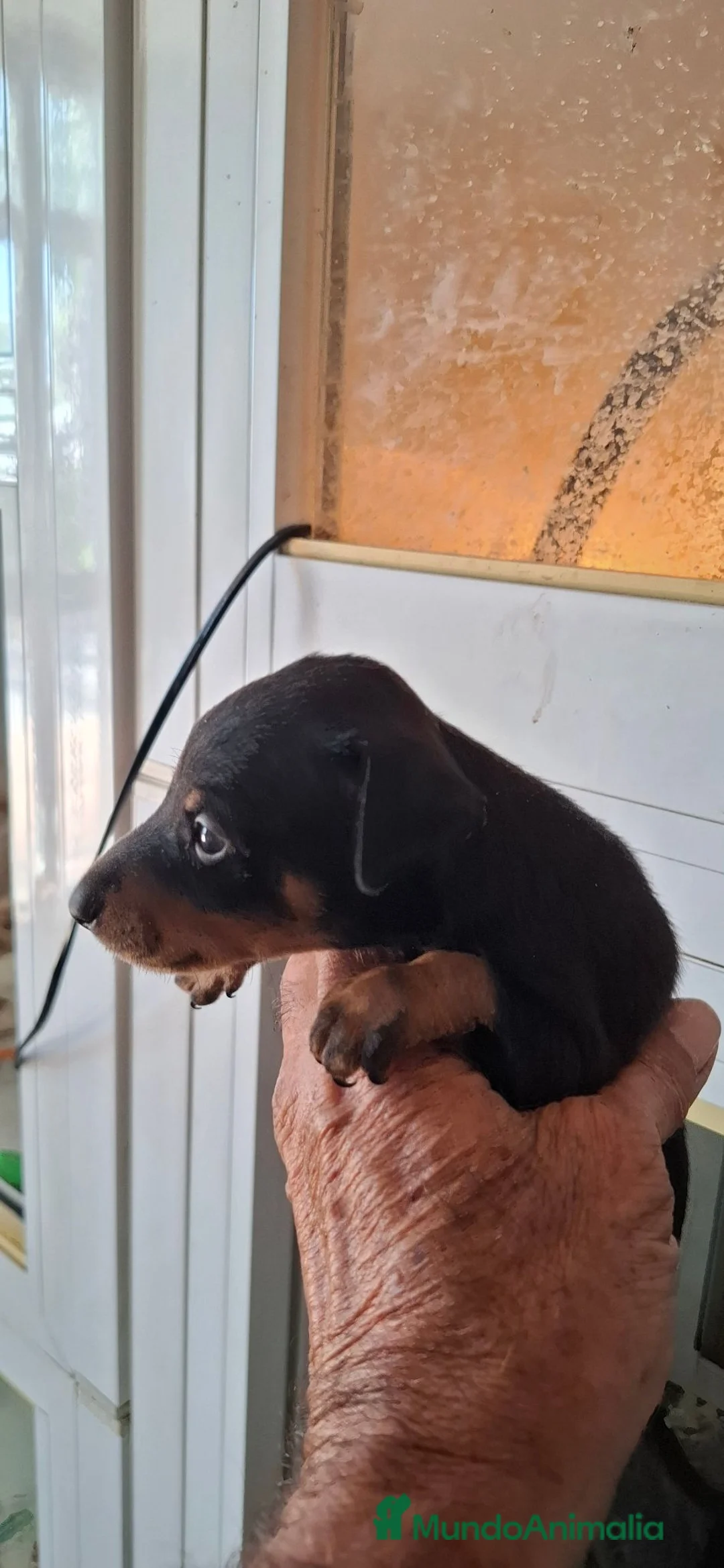 Pinscher Miniatura perros en venta: Mini pincher - Anuncio 2