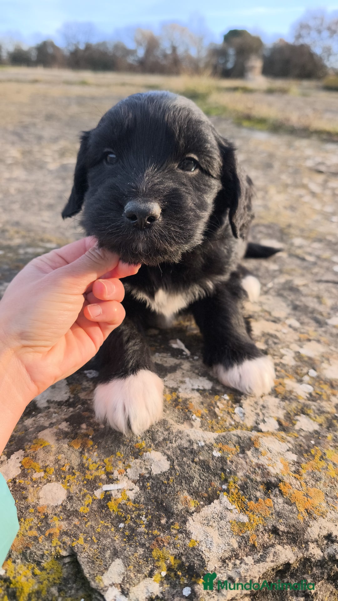 Raza Mixta perros en venta: Cachorros bordoodle/borderpoo! - Anuncio 10