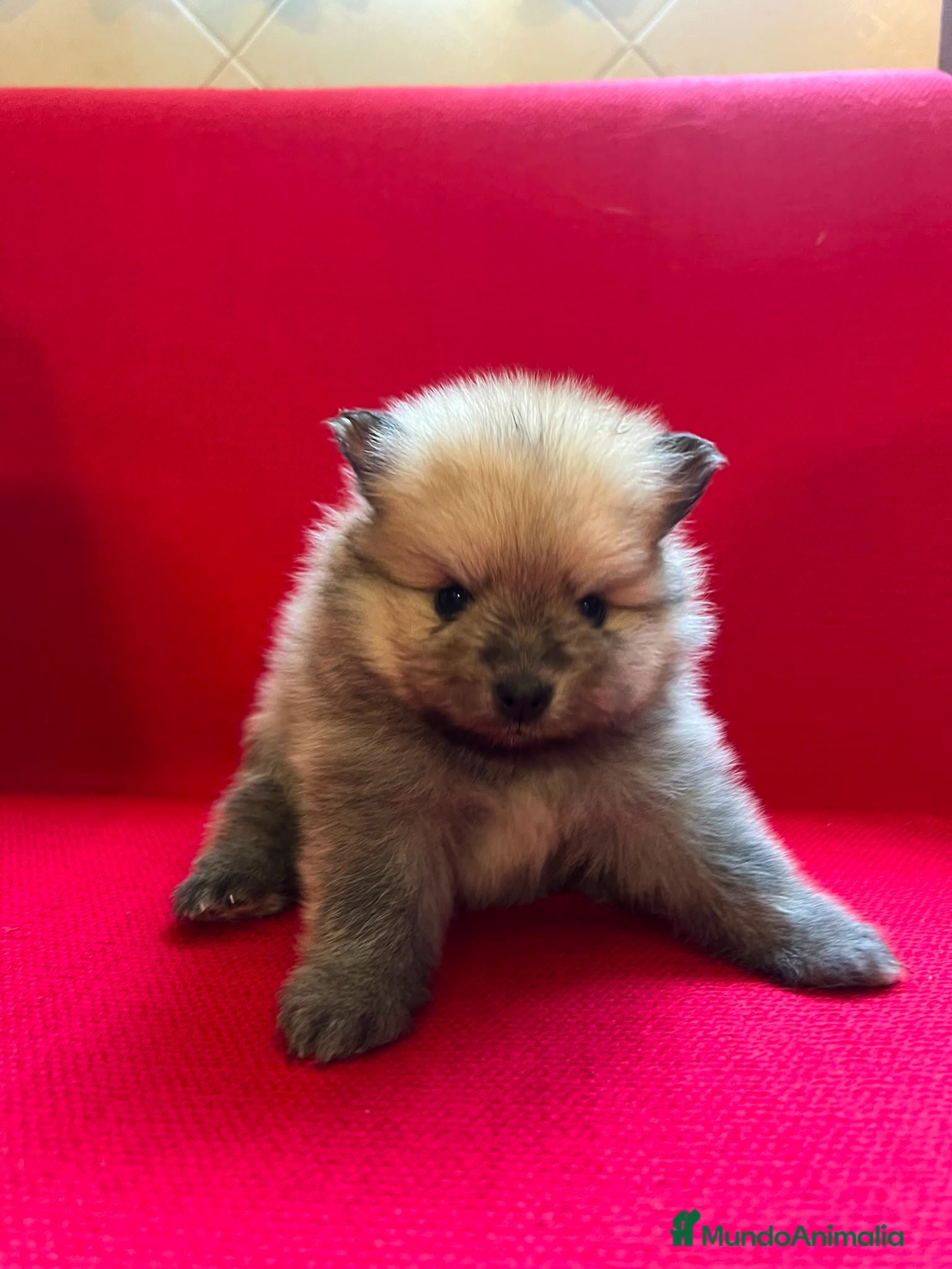 Pomerania perros POMERANIAS HEMBRAS EXCLUSIVOS - Anuncio 32