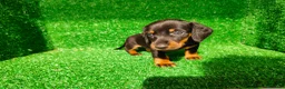 Teckel Miniatura perros en venta: Teckel miniatura  - Anuncio 13