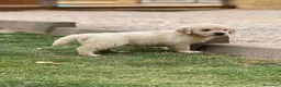 Golden Retriever perros en venta: Golden Retriever  - Anuncio 8