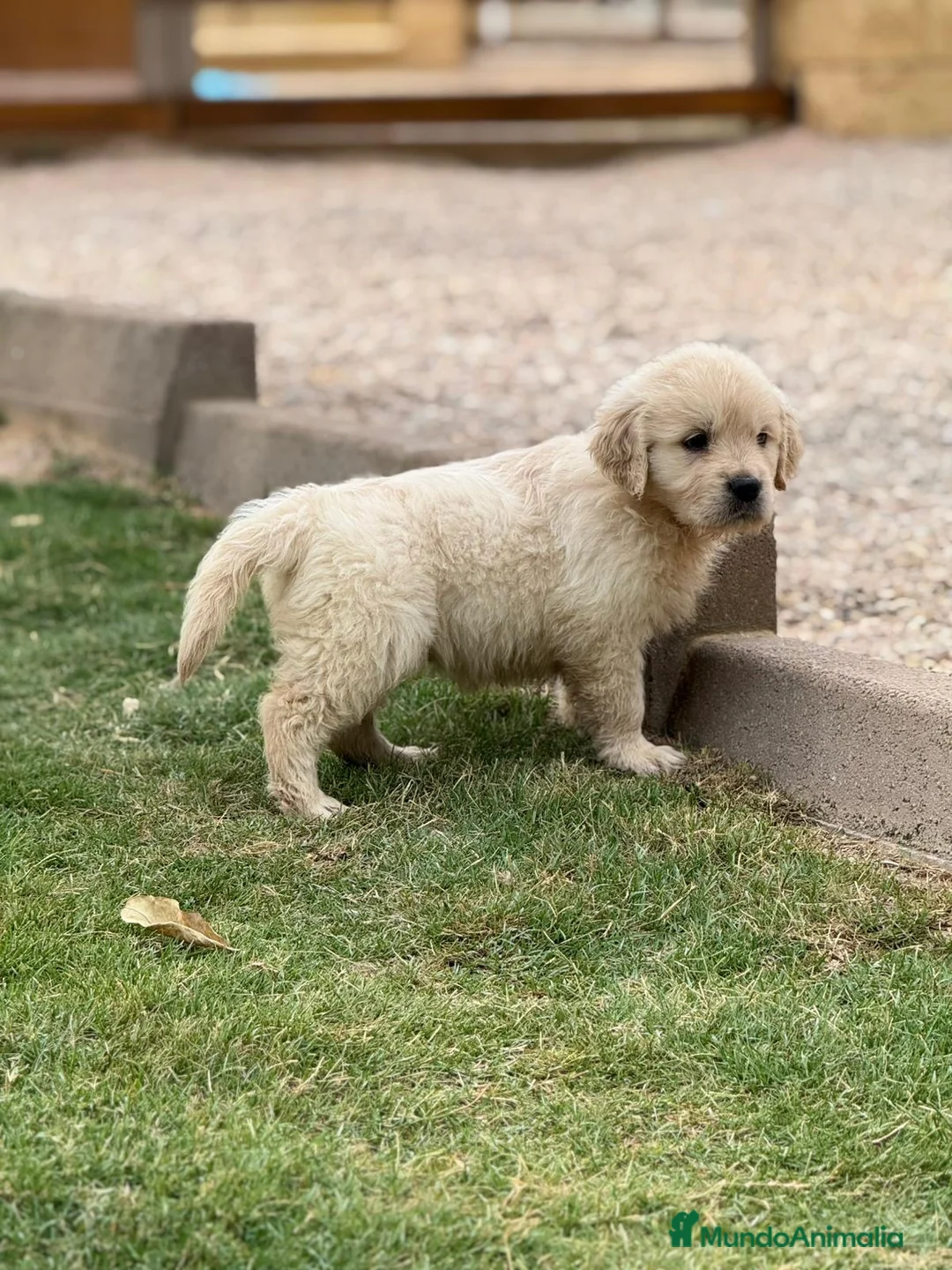 Golden Retriever perros en venta: Golden Retriever  - Anuncio 8
