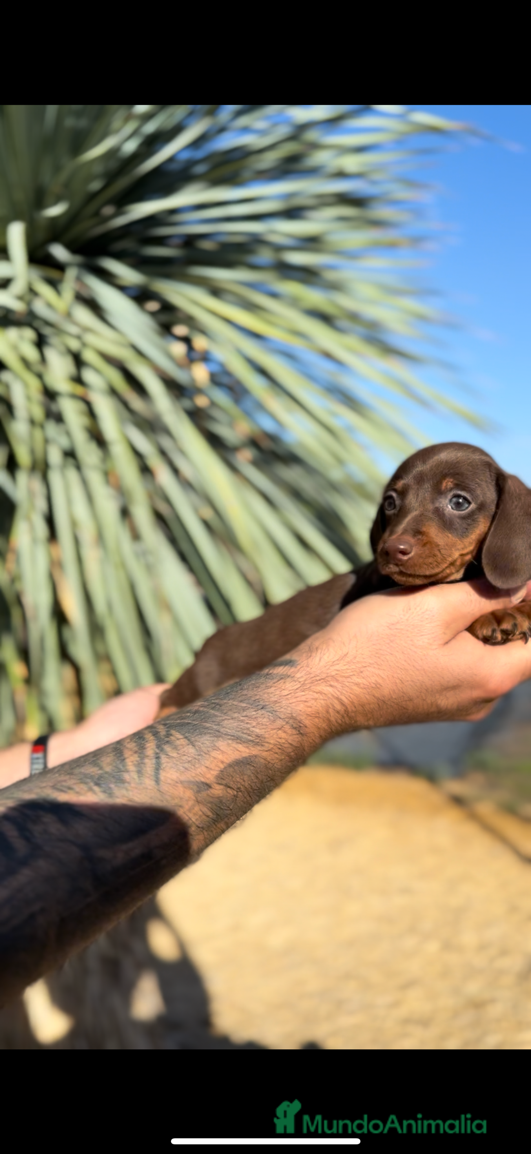 Teckel perros en venta: TECKELS KANINCHEN DE CALIDAD  - Imagen 2