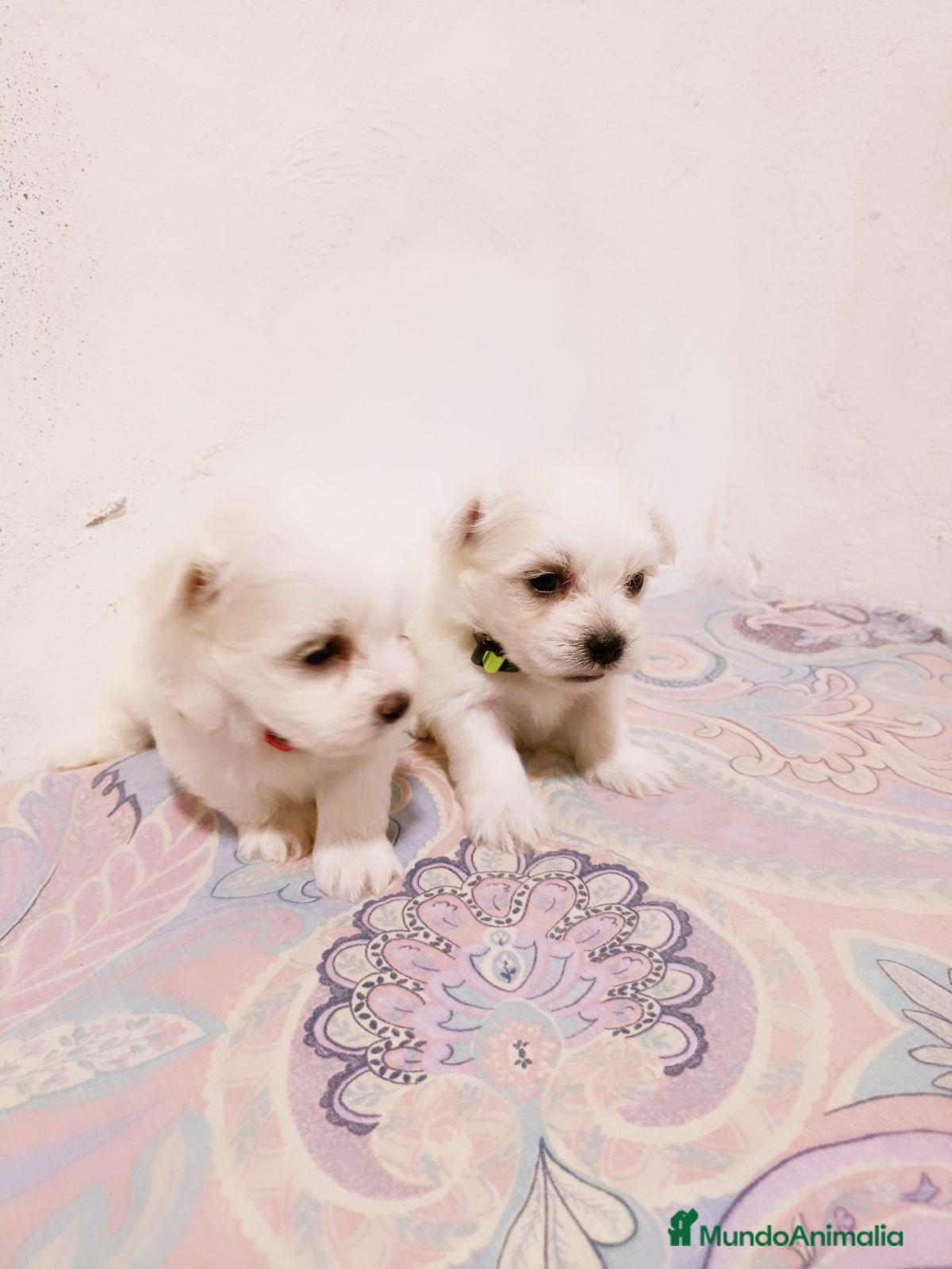 Bichón Maltés perros en venta: BICHON MALTES TOY - Anuncio 2