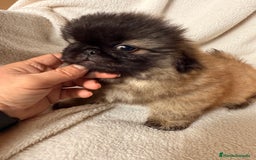 Pekinés perros en venta: Precioso machito de Pekines Imperial - Imagen 9