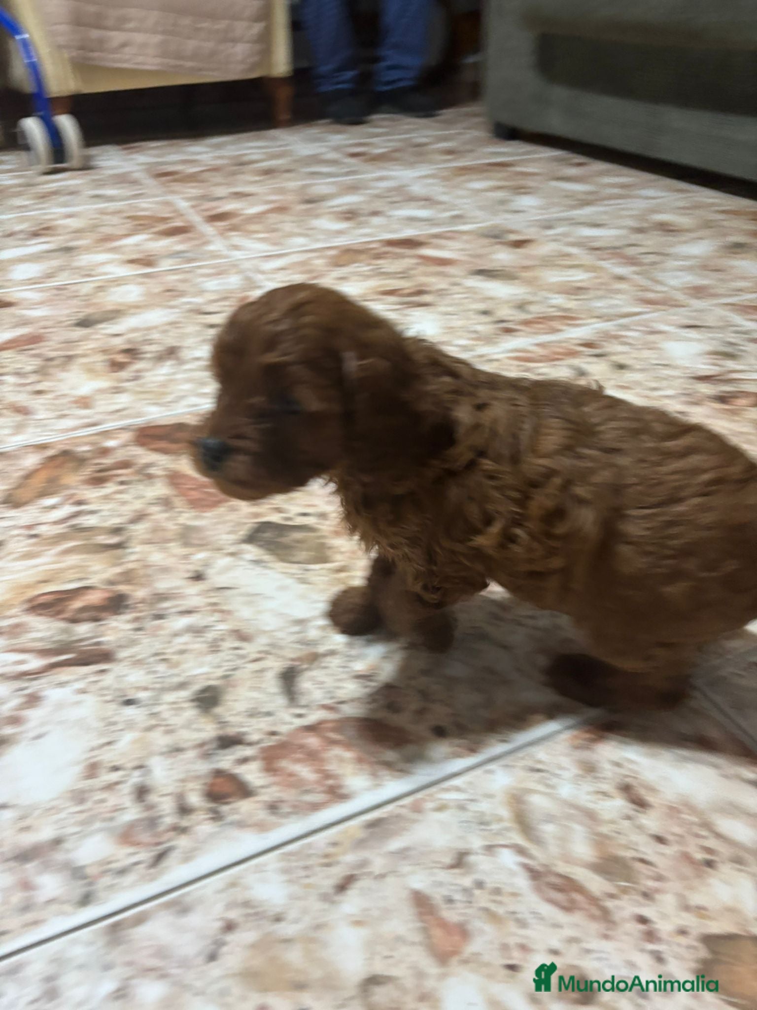 Cavapoo perros Cachorros raza Cavapoo - Anuncio 2