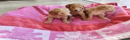 Caniche Toy perros en venta: Caniches preciosos en Barcelona - Anuncio 4