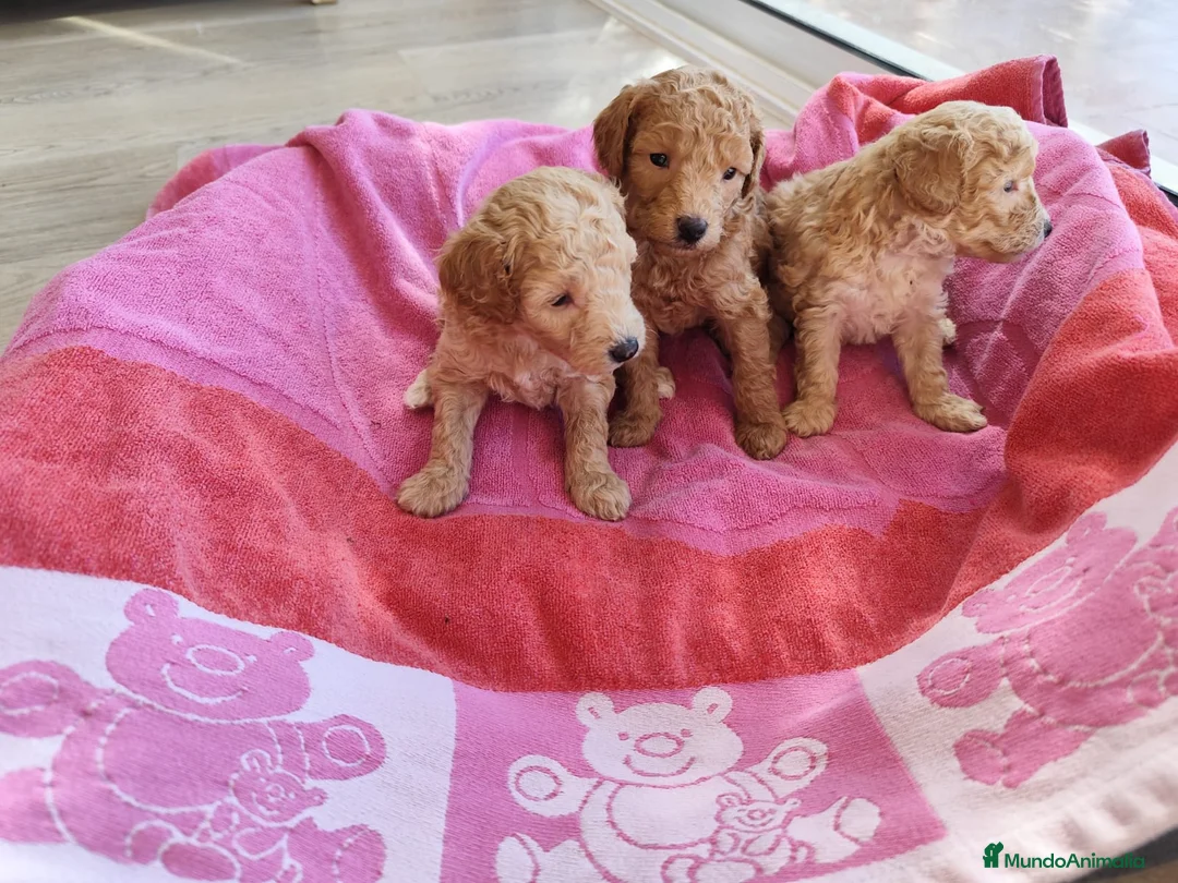 Caniche Toy perros en venta: Caniches preciosos en Barcelona - Anuncio 4