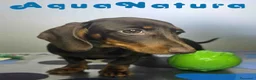 Teckel Miniatura perros en venta: Teckel Hembra DCD 7520 AQUANATURA - Anuncio 3