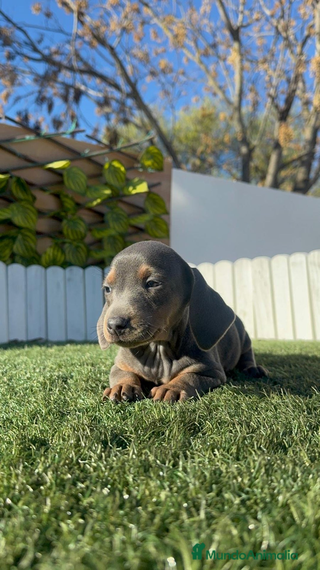 Teckel Miniatura perros en venta: TECKEL MINIATURA BLUE - Anuncio 14