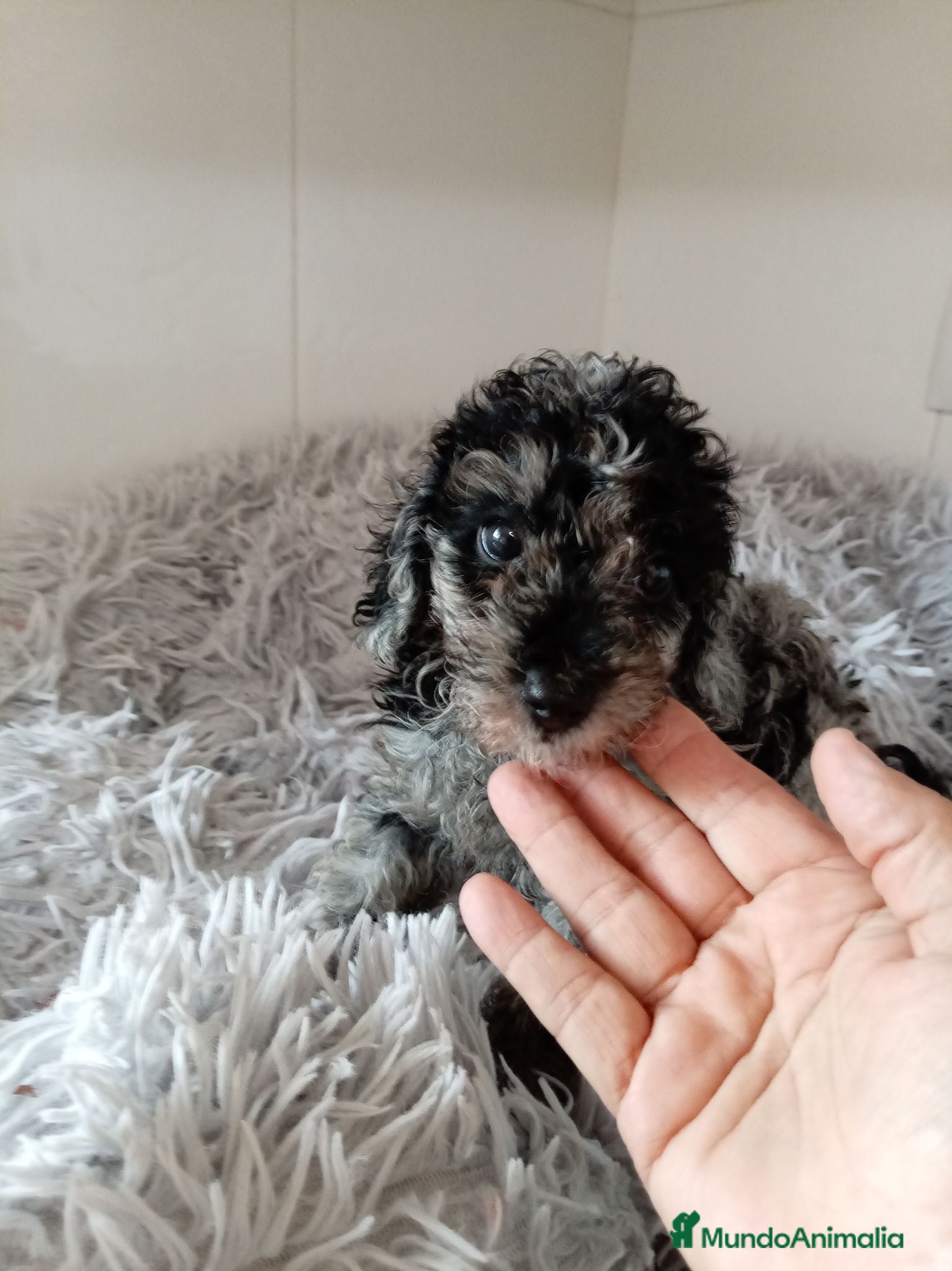 Caniche Toy perros Caniche toy - Anuncio 5