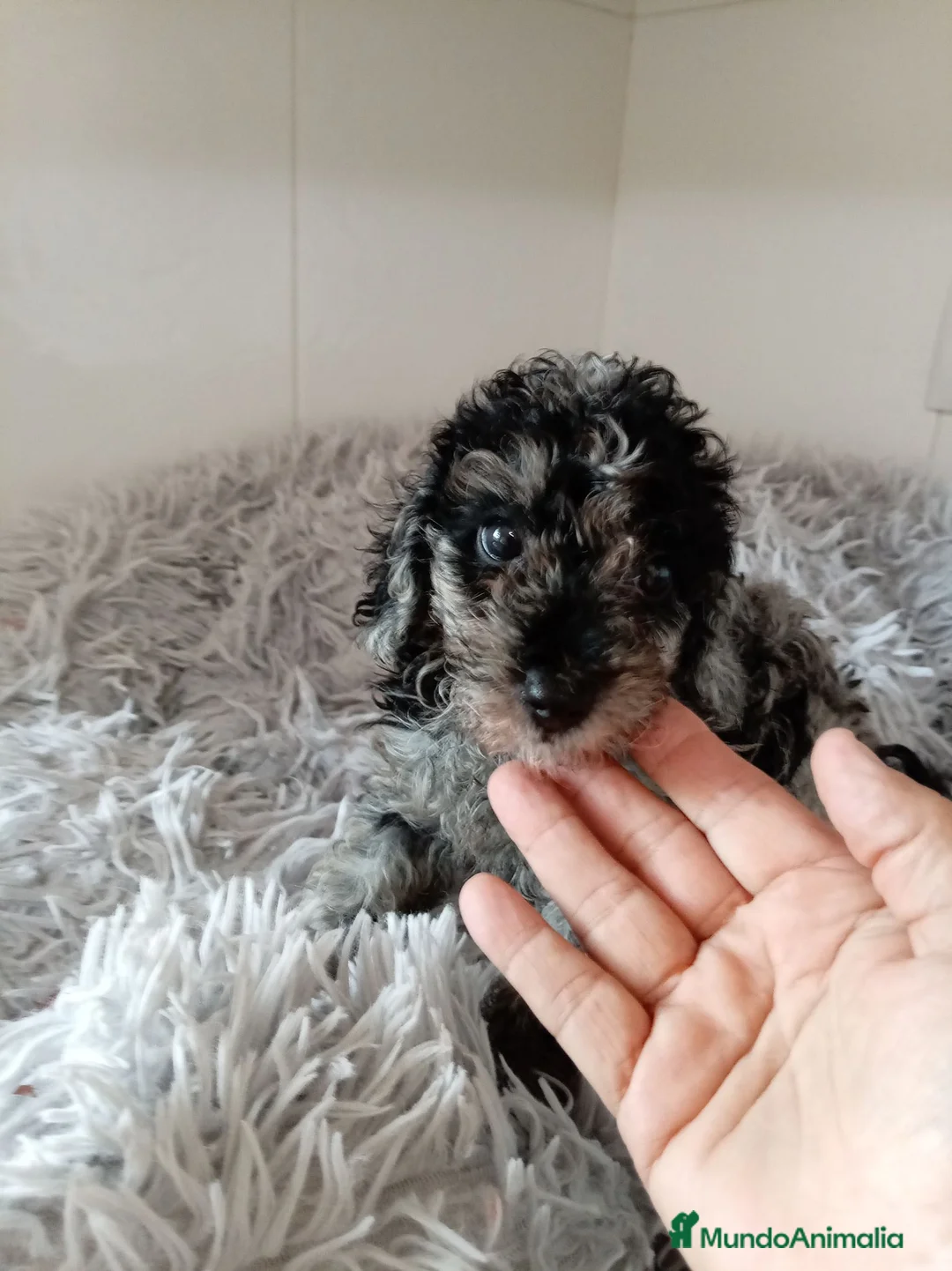 Caniche Toy perros en venta: Caniche toy - Anuncio 1