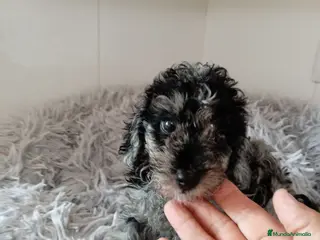 Caniche Toy perros Caniche toy - Anuncio 2