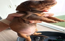 Teckel perros en venta: Teckel kaninchen  - Imagen 1