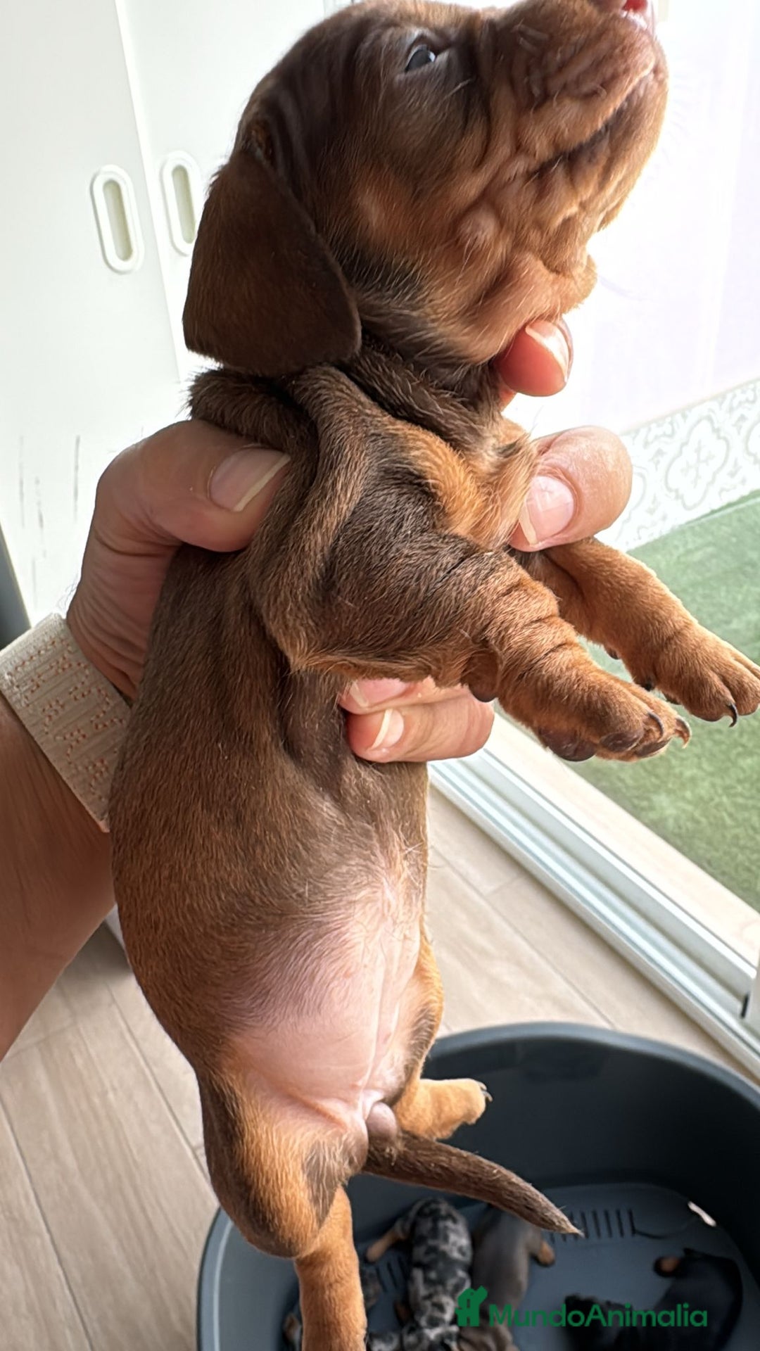 Teckel perros en venta: Teckel kaninchen  - Imagen 1